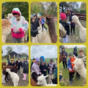 Aktywności uczniów, kontakt z alpakami na wycieczce do Nosówki